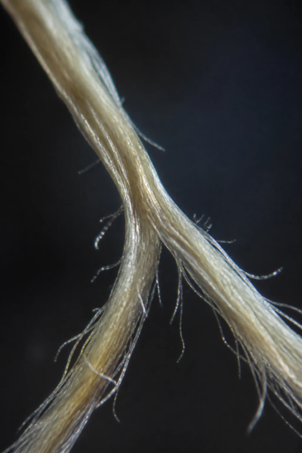 Closeup of a single skein fiber strand splitting under magnified light